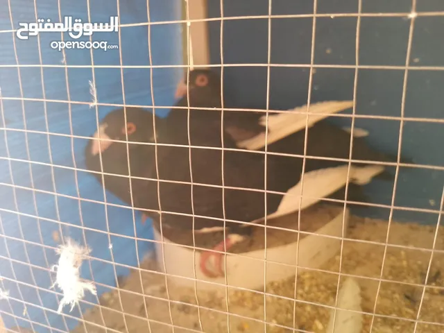 حمام جواز للبيع اكثر من 15 جوز صحه ونظافه كلو تحتو فراخ