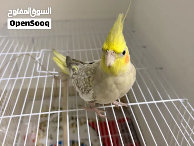 كوكتيل كروان