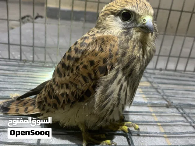 فرخ طير بجراده