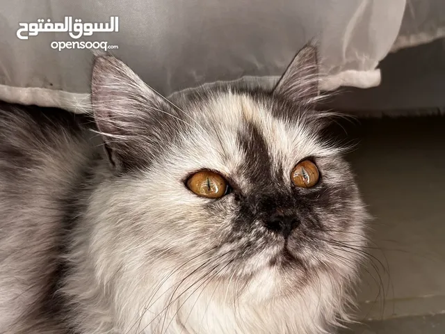 قطه شيرازي مكس