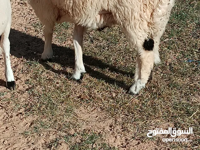 اغنام البيع