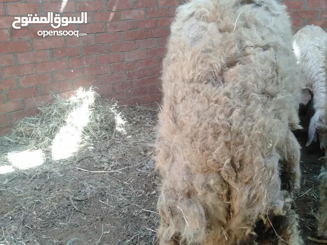 خروف لباني