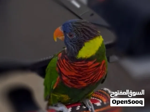 ببغاء اللوري اليف يتكلم ويرقص