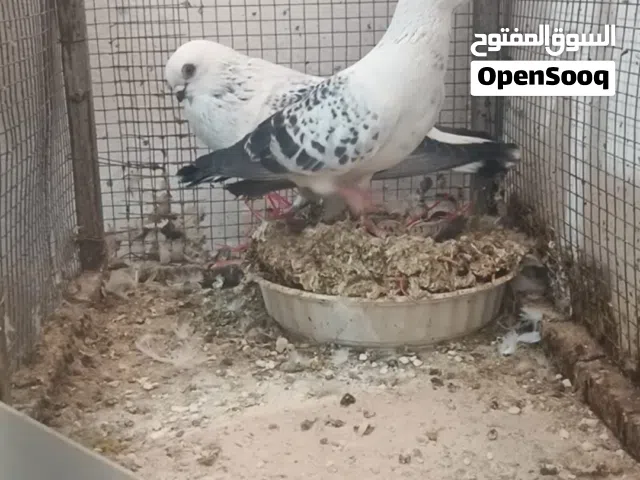 حمام للبيع