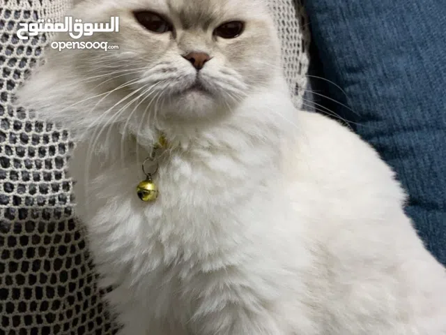 قطة لتبني عمر سنتين