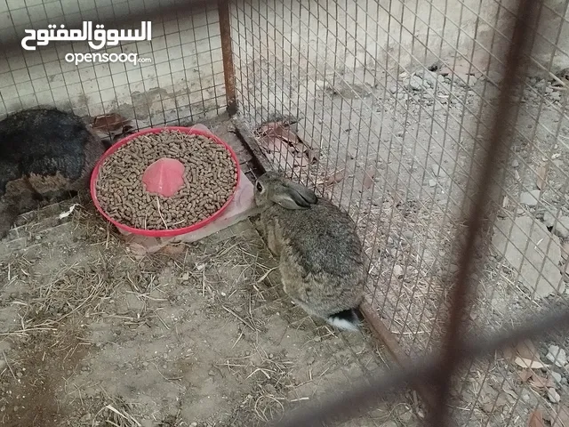 ثلاث ارانب