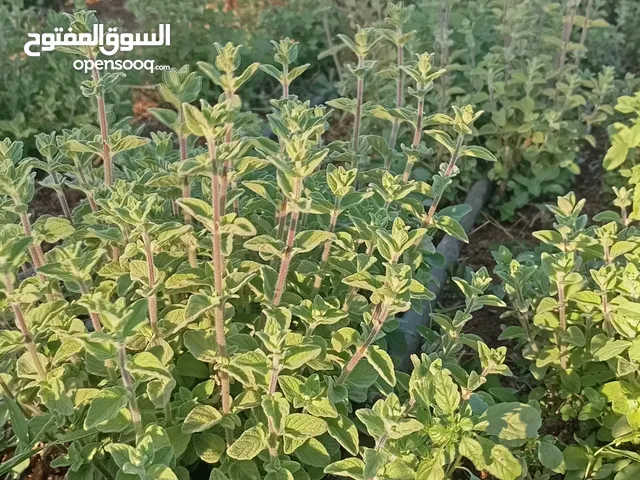زعتر بلدي ناشف
