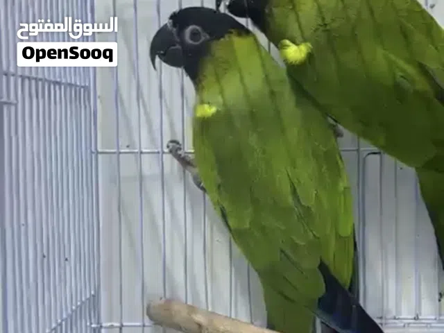 زوج ناندي كنيور