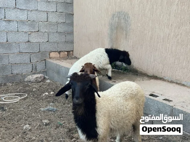 بيع زوز خرفان وافطيم ربي بارك عمره 3او4اشهور والدات عندي بيع جمله سعره 3000