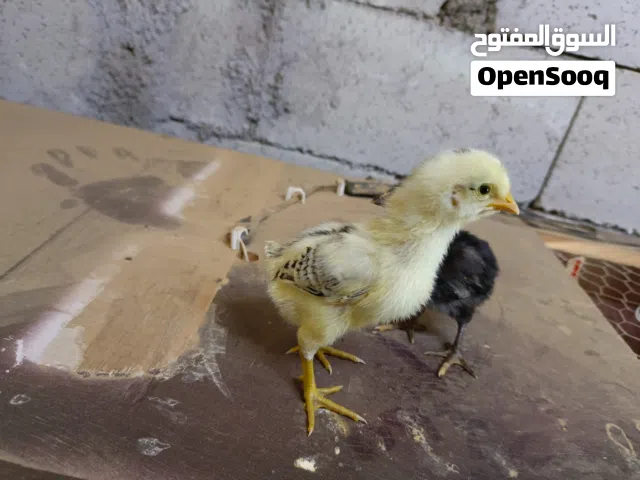 موجود صيصان بلدي عدد تقريبا 200 صوص  بصلاة على النبي عمر اسبوع مطعمات مطعوم التهاب الصرة فتمينات صي