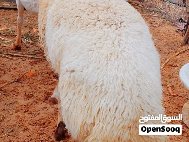 فحل مواصفات ماشاء الله العمر 9 اشهر