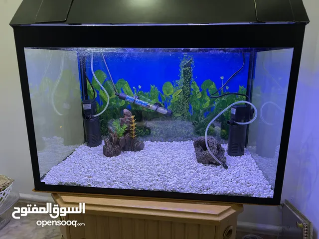 Fish Tank Aquarium
