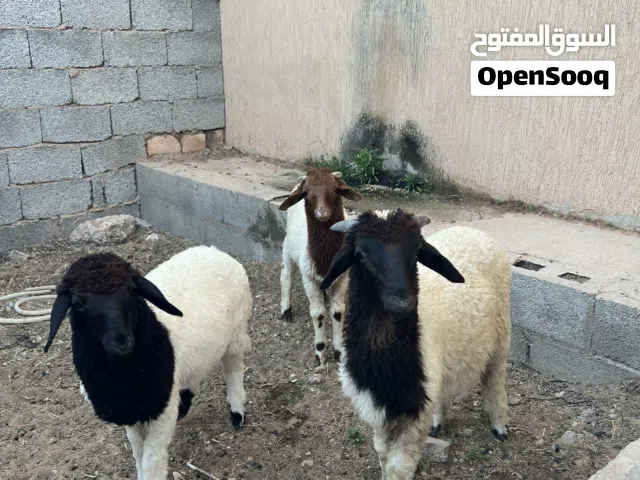 بيع زوز خرفان وافطيم عمرهم 3او4اشهور ربي بارك بيع جمله