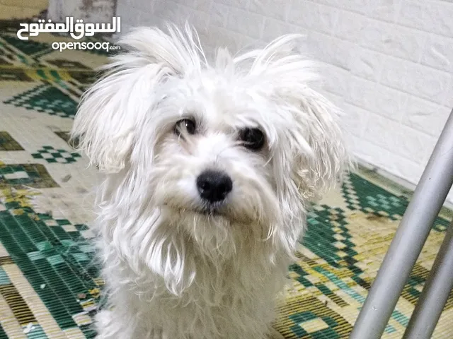 كلب فرنش تيرير