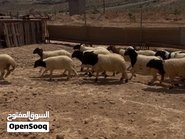 فطايم الله يبارك
