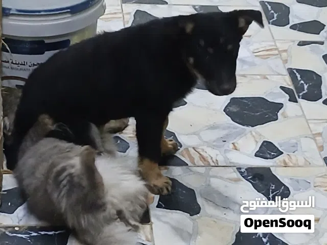 سلام عليكم حشاكم جروة انثي للبيع اواستبدال