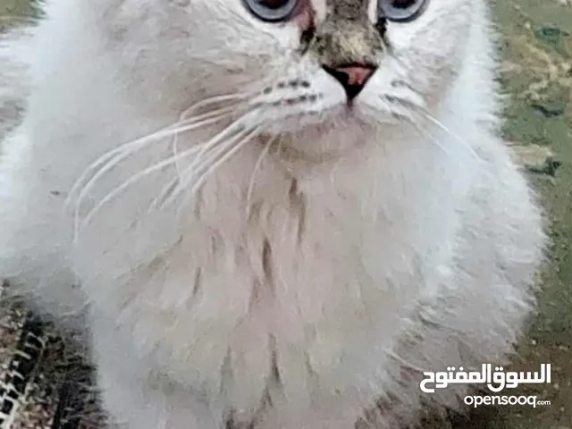 بنوته هيمالا بلو عندها سنه للبيع