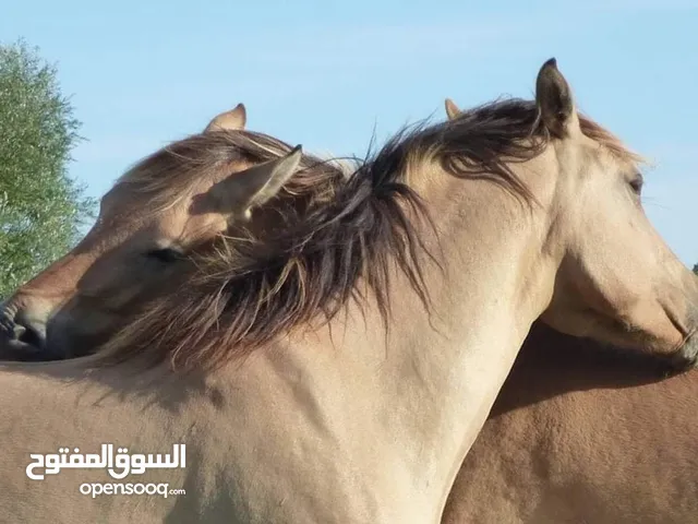 للايجار مخازن في غرب عبدالله المبارك