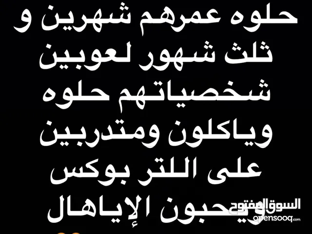 قطط للبيع للي أنواع حلوه 60kd