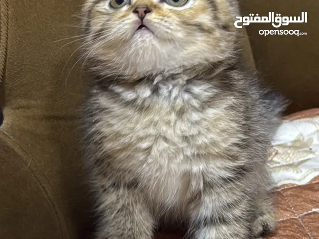 سكوتش كتن للبيع