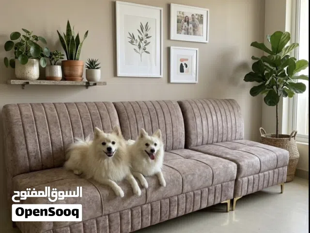 ذكر وانثي زوج Japanese spitz