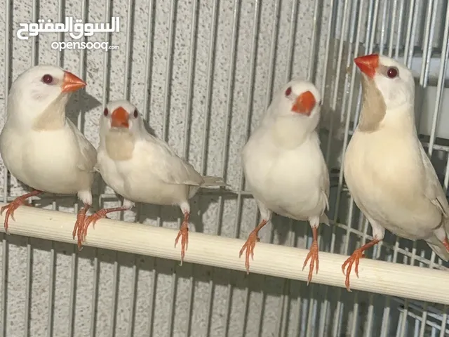 Albino shaft tail pairs