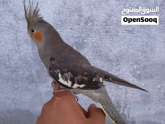 انتايه كوكتيل مروض نص ترويض