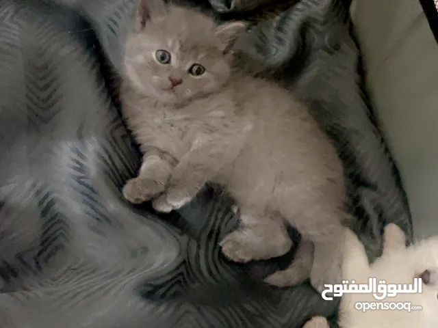 Maine Coon mix with Scottish – Gray and white with gray shades and a striped tail