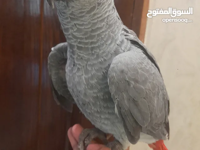ببغاء زنجباري