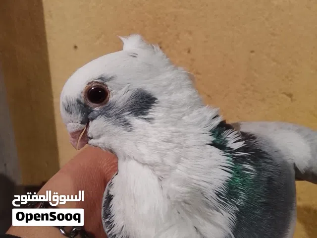 السلام عليكم حمام افريقي للبيع