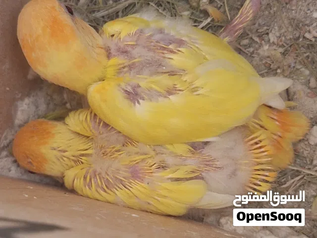 كوبيه اورنج مشاءالله تاني حضان للكوبيه تحتها زوز فروخ واحد من فروخ راقده عليه غلط هاربه رجله الحجم