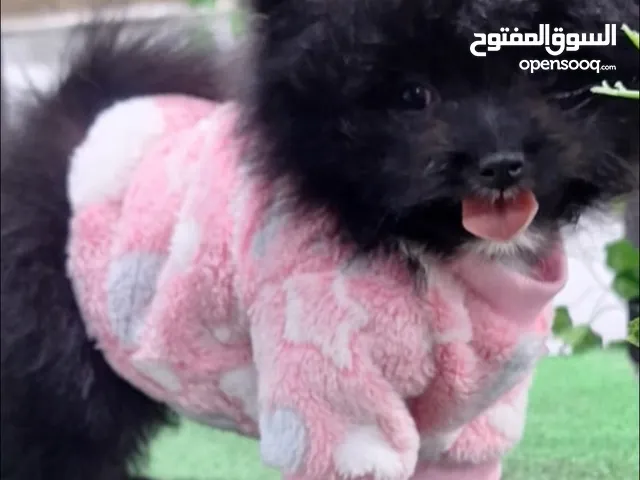 بومارينان اسود ملوكي للبيع