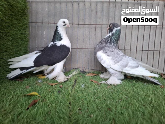 كوبيات شقلاب