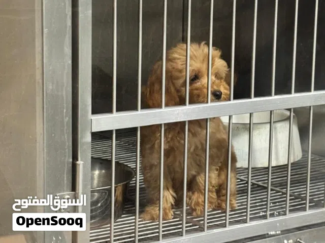 Toy Poodle