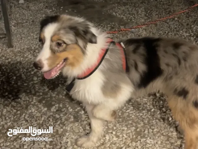 جيرمن استرالي بيدي كول