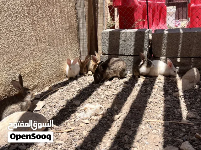 للبيع ارانب  أمورهن طيبه