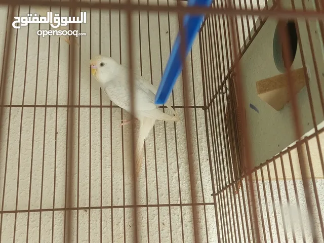 عصافير للبيع