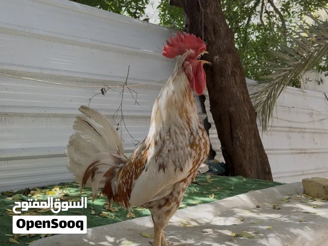 دجاجتين وديج عرب ابو التاج