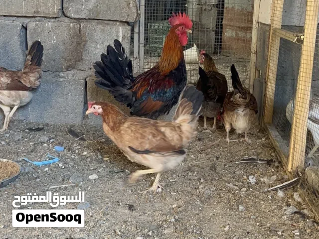 العنوان البصره