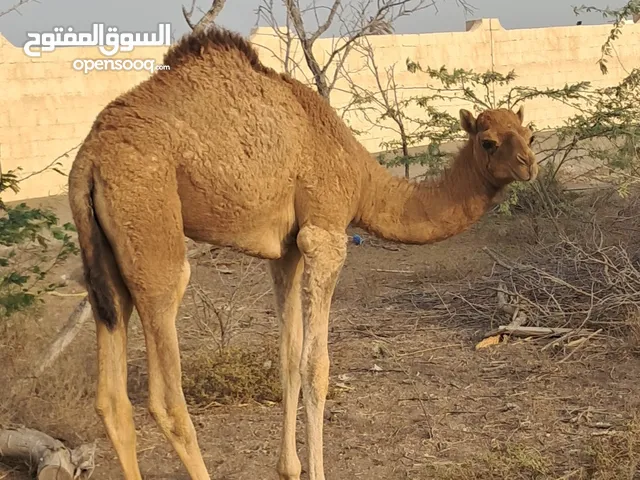 جعود رضيع سمين