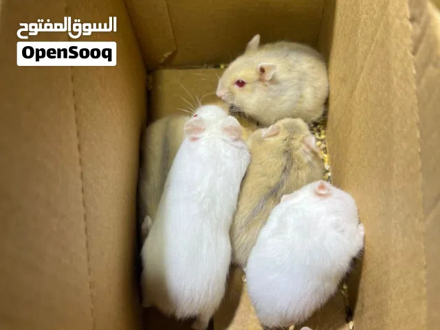 انتى هامستر روسي مروضا عين كحلة وحمراء لون رصاصي يوجد لدينا توصيل المكان طرابلس