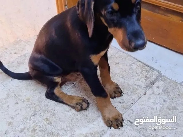 دوبرمان بيور انثى للبيع