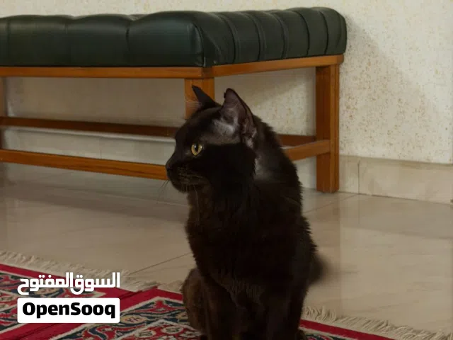قطو للتبني
