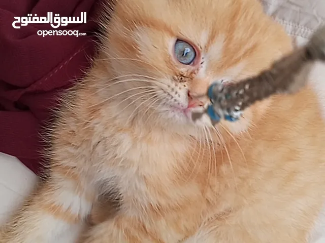 قطط سكوتش فولد - ستريت اورنج بوينت