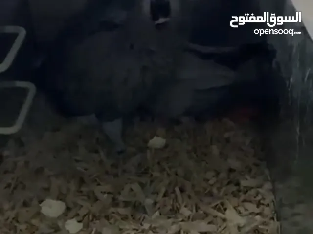 زوج كاسكو منتج