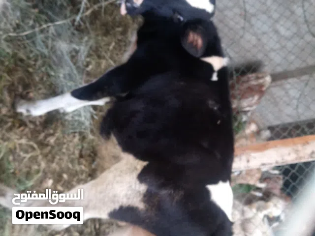 عجاله هولنديات