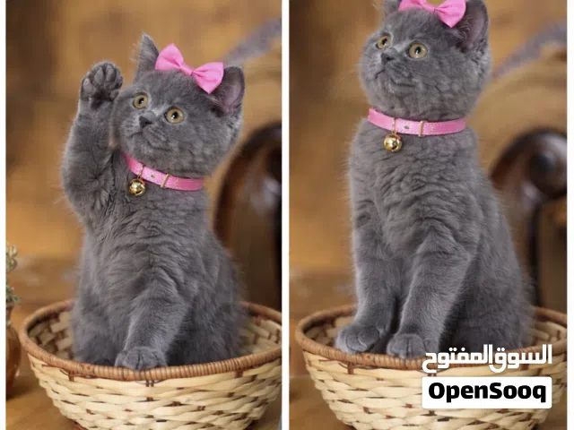 كيتن سكوتش ستريت بيور