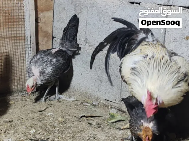 ديج مع 4 دجاجات ابو ركيبة