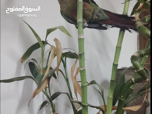 جرين شيك كنيور اليف ولعوب