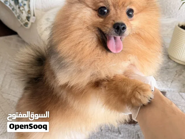 Pomeranian Puppy - Male